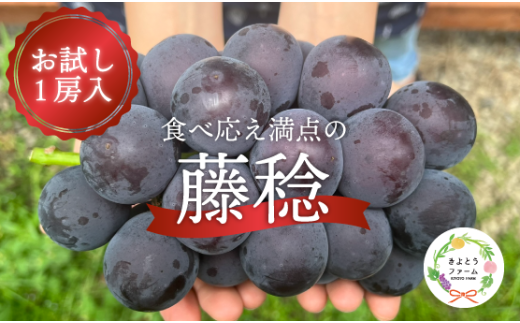 [2026年先行予約]大粒ぶどうの藤稔 お試し1房入 / 房600g以上 (岡山県産) / ふじみのり 藤みのり ぶどう ブドウ 葡萄 先行予約 フルーツ 果物 真庭市 フルーツ王国 きよとう果樹園[KF-B088-03]