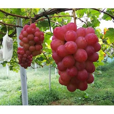 【2026年先行受付】パリッと皮ごと食べられるマスカットビオレ1.3kg【配送不可地域：離島】