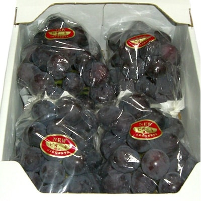 【2026年先行受付】美作市産　朝採りニューピオーネ　2kg(4房～5房)【配送不可地域：離島】