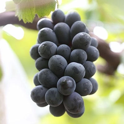 朝採りニューベリーA　4kg【配送不可地域：離島】