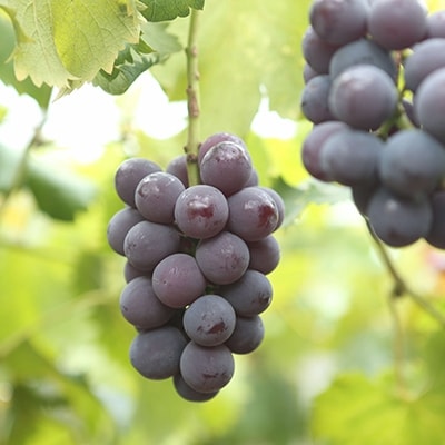 朝採りニューピオーネ　1kg(2房)【配送不可地域：離島・北海道・沖縄県】