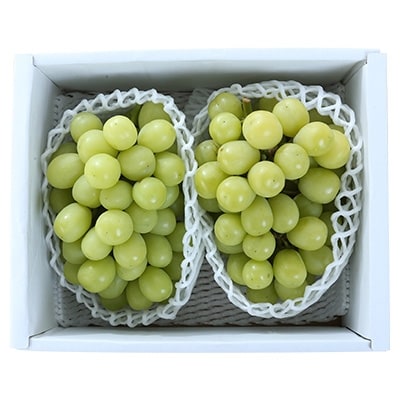 朝採りシャインマスカット　1kg(1房～2房)【配送不可地域：離島】