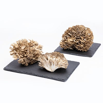 舞茸　約600g【配送不可地域：離島】