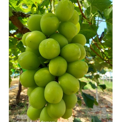 2026年先行受付　美作市産シャインマスカット1～2房＆ピオーネ2房のセット　合計2kg【配送不可地域：離島・北海道・沖縄県】