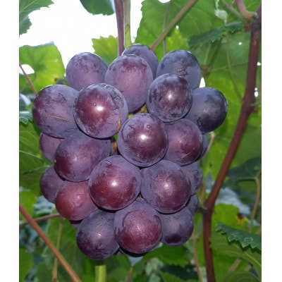 家庭用　シャインマスカット＆ピオーネ、BKシードレス、クイーンニーナ　合計3種類2kgセット【配送不可地域：離島・北海道・沖縄県】