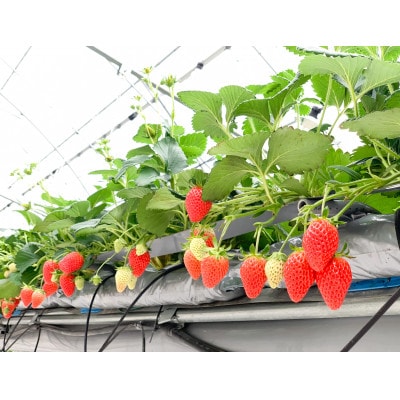 【2025年4月発送開始】岡山県美作市産　いちご詰合せ(約280g×6パック)【配送不可地域：離島・北海道・沖縄県】