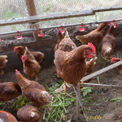 【朝採り】季節の平飼い卵有精卵6個入り×4パック【配送不可地域：離島】