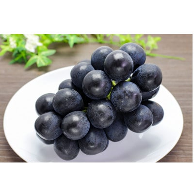 【2026年先行受付】ナガノパープル　2kg(3房～5房)【配送不可地域：離島】