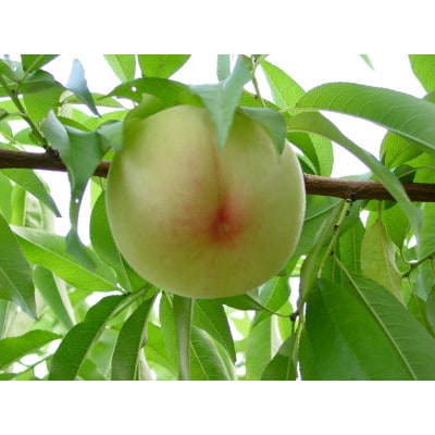 2026年先行予約　岡山県産おかやま夢白桃3玉【ロイヤル】【配送不可地域：離島】