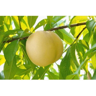 2026年 岡山白桃(晩生)ロイヤル【1箱3玉】【配送不可地域：離島】