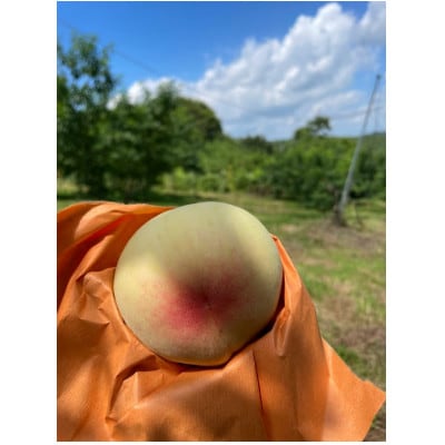 2025年10月上旬頃より発送予定・希少品種の岡山の白桃・CX(2kg箱)【配送不可地域：離島】