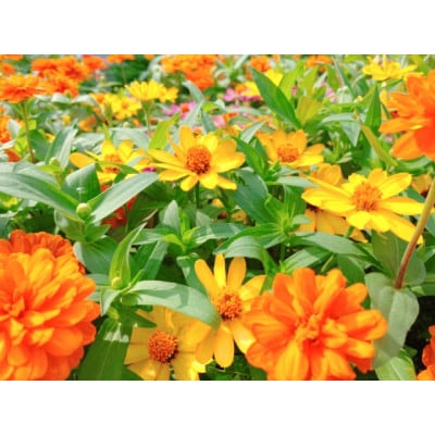 秋の花苗セット24ポット【配送不可地域：離島・北海道・沖縄県】