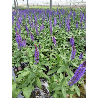 武蔵　春凄草宿根草セット(はるすごそう　しゅっこんそう)【配送不可地域：離島・北海道・沖縄県】