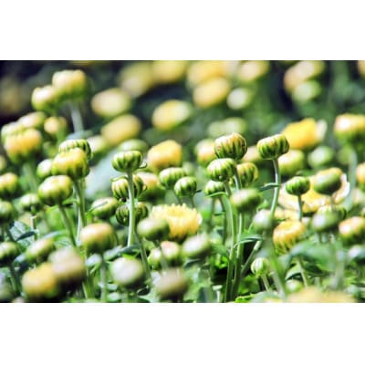 武蔵　ガーデンマムセット12ポット【配送不可地域：離島・北海道・沖縄県】