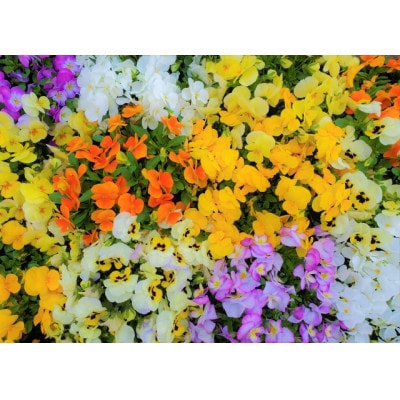 武蔵セレクト　初冬の花苗セット24ポット【配送不可地域：離島・北海道・沖縄県】