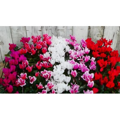 武蔵セレクト　ガーデンシクラメン10ポット【配送不可地域：離島・北海道・沖縄県】