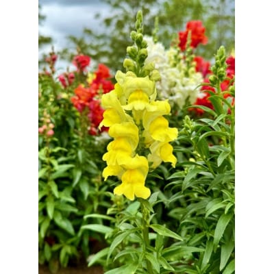 迎春用　花苗セット20ポット【配送不可地域：離島・北海道・沖縄県】