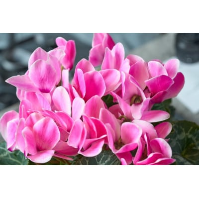 武蔵シクラメン18cm　1鉢【配送不可地域：離島・北海道・沖縄県】