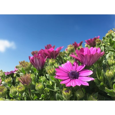 早春を飾る花苗セット【3月発送】12ポット【配送不可地域：離島・北海道・沖縄県】