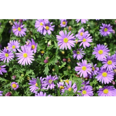 早春を飾る花苗セット【4月発送】　12ポット【配送不可地域：離島・北海道・沖縄県】