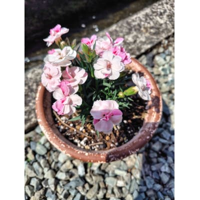 カーネーションを使った寄せ植えブリキ鉢【配送不可地域：離島・北海道・沖縄県】