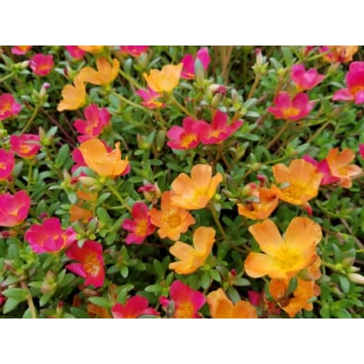 武蔵ポーチュラカ　12ポット【配送不可地域：離島・北海道・沖縄県】