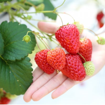 【令和7年産】新米・精米　きぬむすめ2kg＆いちご詰合せ(約280g×2パック)【配送不可地域：離島・北海道・沖縄県】