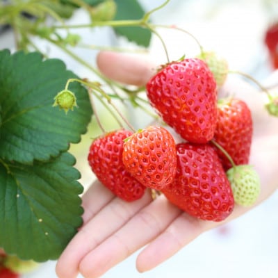 【令和7年産】新米・精米　きぬむすめ2kg＆いちご詰合せ(約280g×4パック)【配送不可地域：離島・北海道・沖縄県】