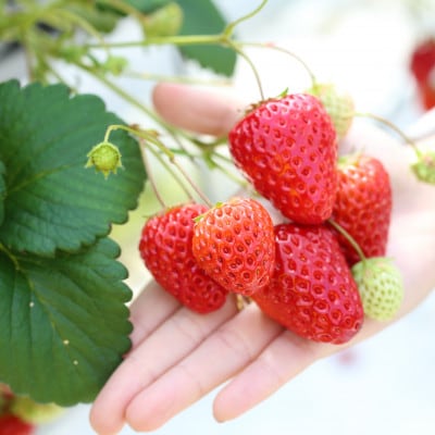 【令和7年産】新米・精米　きぬむすめ5kg＆いちご詰合せ(約280g×4パック)【配送不可地域：離島・北海道・沖縄県】