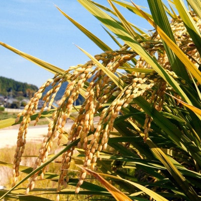 【令和7年産】岡山県産米 食べ比べ(きぬむすめ5kg+にこまる5kgニ合計10kgセット)
