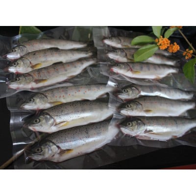 渓流の女王　アマゴ(冷凍24尾入り)【配送不可地域：離島】