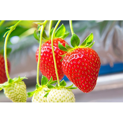 岡山県美作市産　厳選2品種いちご詰合せ(約400g×2パック)【配送不可地域：離島・北海道・沖縄県】