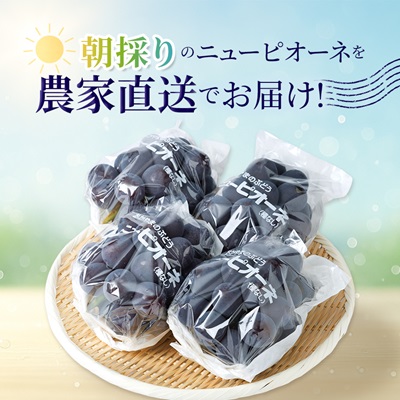 【2026年先行受付】ニューピオーネ　2kg(3房～5房)【配送不可地域：離島】