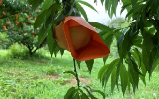 【先行予約・2026年7月発送予定】とろける果肉とたっぷり果汁の岡山の白桃・白鳳(2kg箱)【配送不可地域：離島】