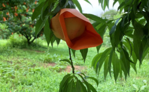 【先行予約・2026年8月上旬より発送予定】岡山の白桃・おかやま夢白桃(2kg箱)【配送不可地域：離島】