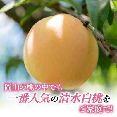 2026年先行予約　ご家庭用 岡山 清水白桃2kg(6玉～9玉)【配送不可地域：離島】