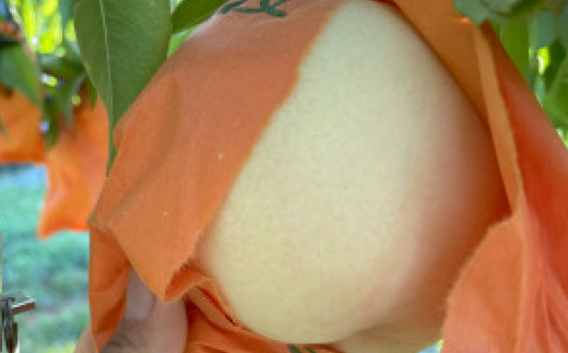 【先行予約・2026年8月下旬～9月上旬頃発送予定】希少品種・岡山の白桃・瀬戸内白桃(2kg箱)【配送不可地域：離島】