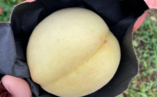 【先行予約・2025年9月上旬頃より発送予定】希少品種・果汁たっぷりの岡山の白桃・白露(2kg箱)【配送不可地域：離島】