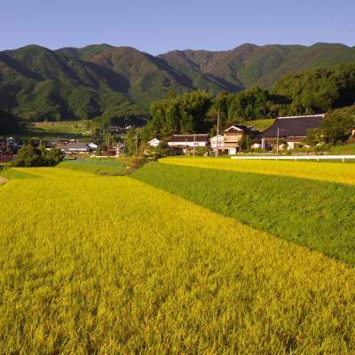 美作アルプス　後山の棚田米(精米)5kg　　1袋