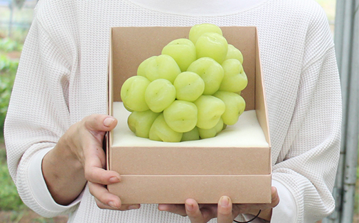 2026年先行予約　雄宝　1房　1キロ【配送不可地域：離島】