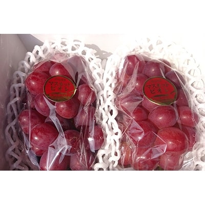 【2026年先行受付】パリッと皮ごと食べられるマスカットビオレ1.3kg【配送不可地域：離島】