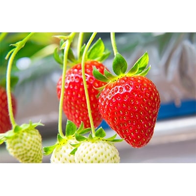 岡山県美作市産　厳選1品種いちご(約400g)【配送不可地域：離島・北海道・沖縄県】