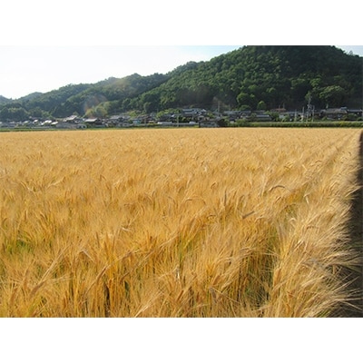 美作市産キラリモチ　もち麦くん　3kg