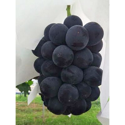 果汁たっぷりハウスピオーネ　2kg【配送不可地域：離島・北海道・沖縄県】