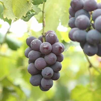 朝採りニューピオーネ2kg(3房～5房)【配送不可地域：離島】