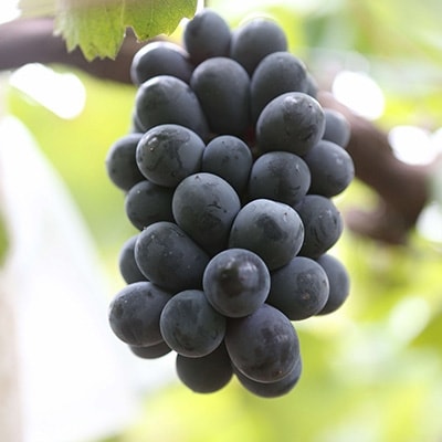 朝採りニューベリーA　2kg(3房～5房)【配送不可地域：離島】