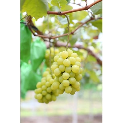 朝採りシャインマスカット　1kg(1房～2房)【配送不可地域：離島】