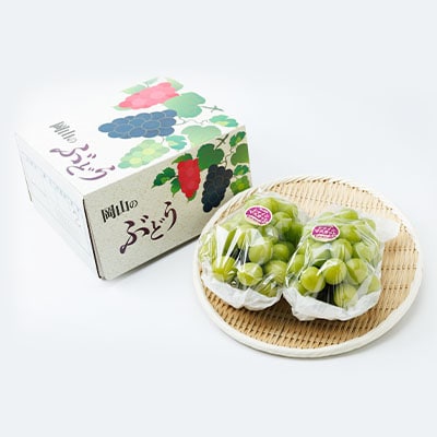 【2026年先行受付】岡山県産　朝採りシャインマスカット　1.3kg【配送不可地域：離島】