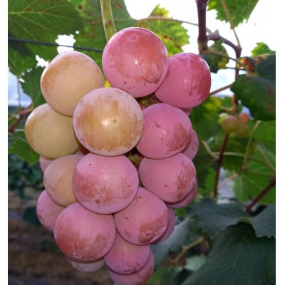 家庭用　シャインマスカット＆ピオーネ、BKシードレス、クイーンニーナ　合計3種類2kgセット【配送不可地域：離島・北海道・沖縄県】