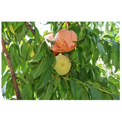 2026年先行予約　清水白桃3玉　エース【配送不可地域：離島】